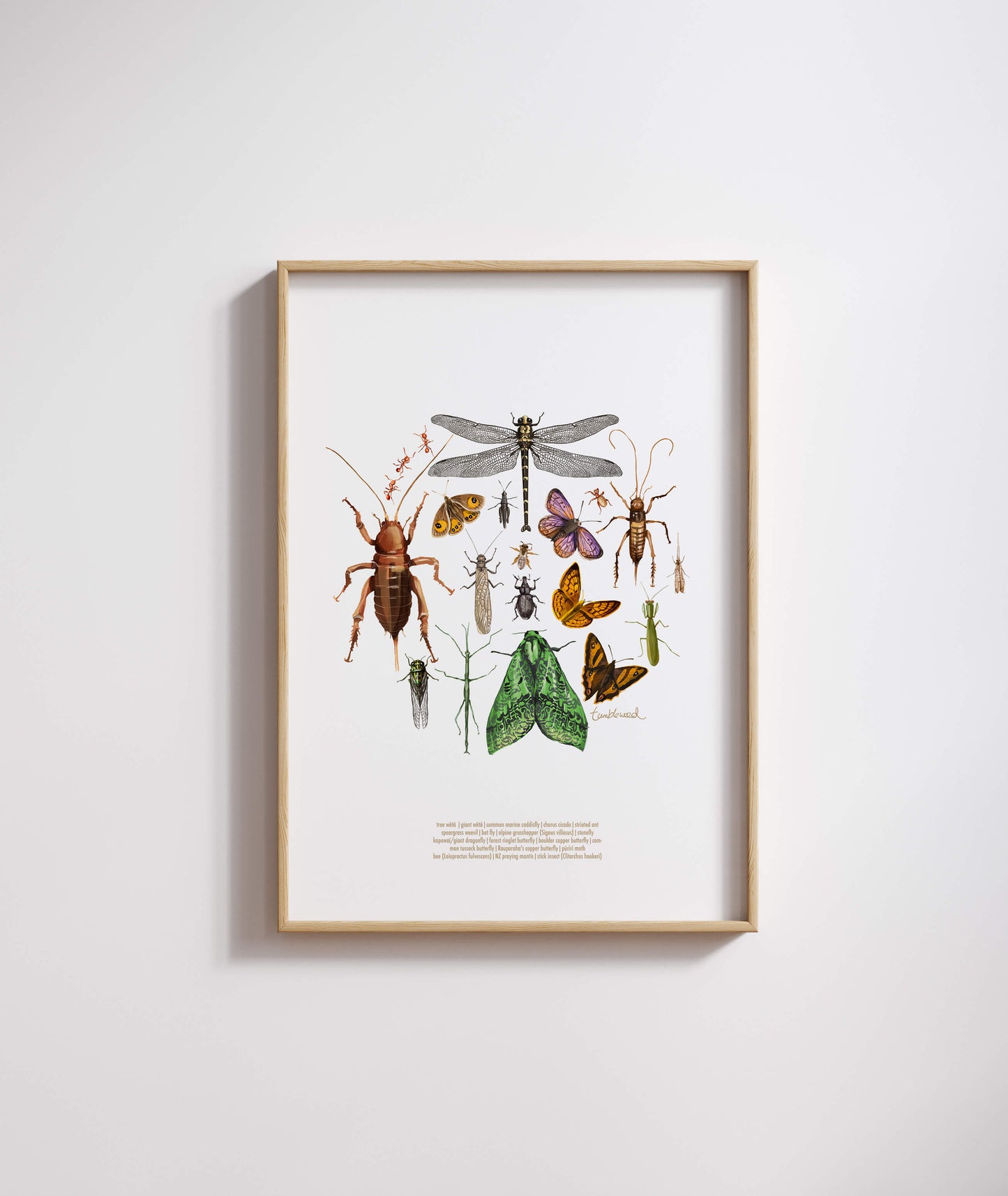 Insects Colour Art Print