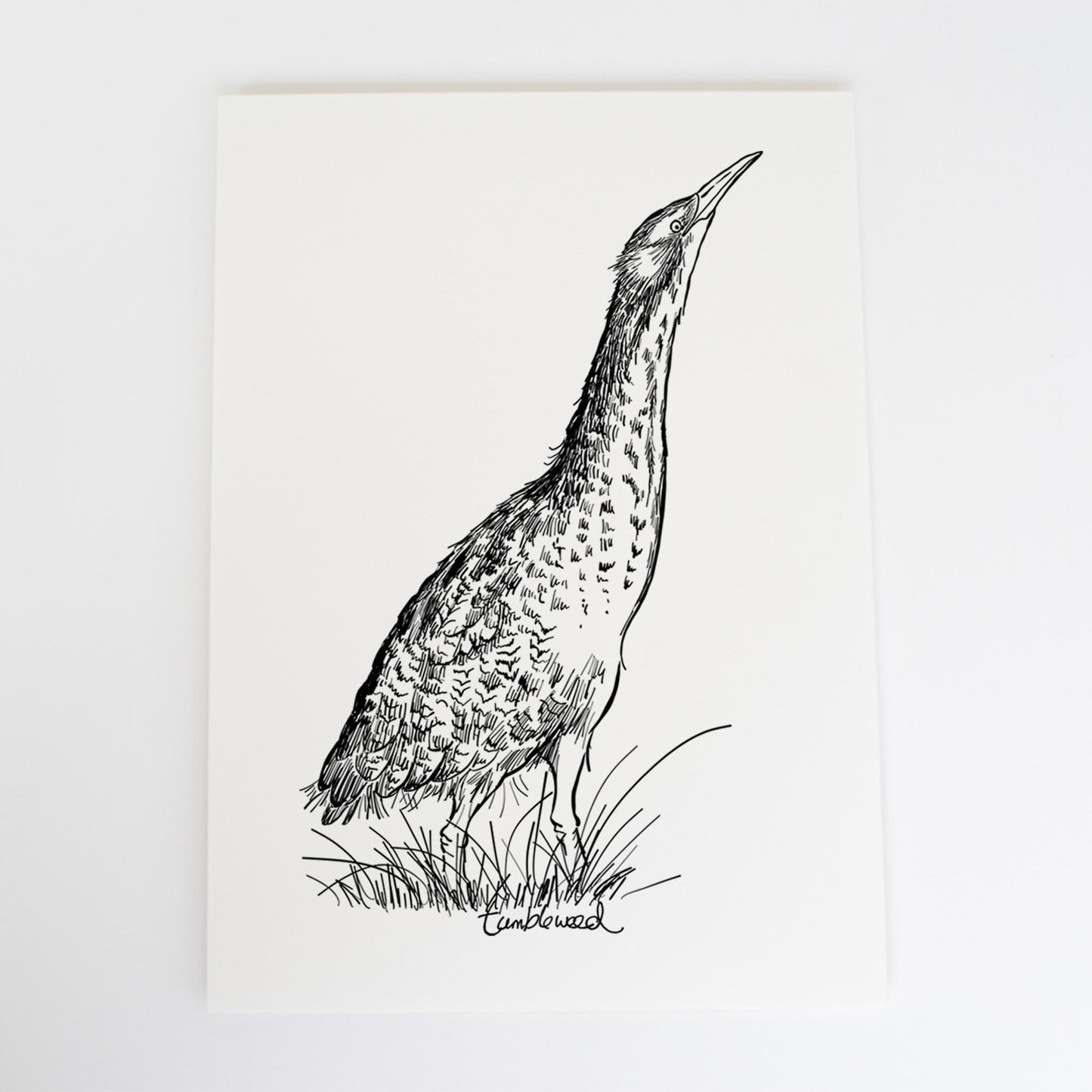 Matuku-hūrepo/bittern Art Print