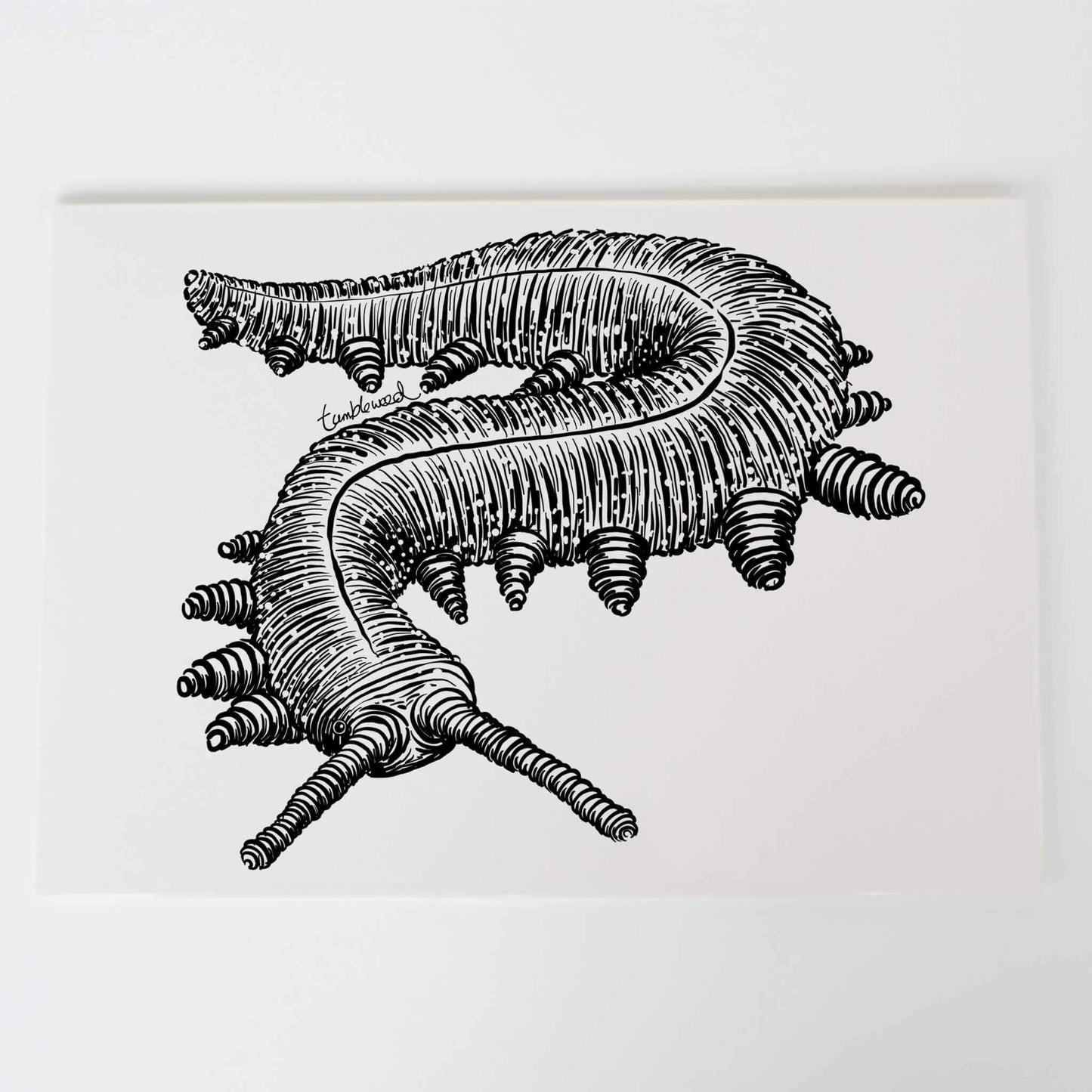 Peripatus Art Print