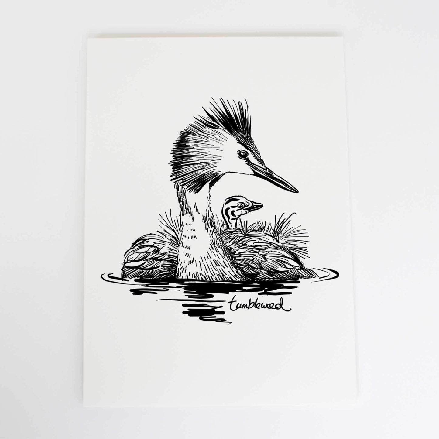 Pūteketeke Art Print