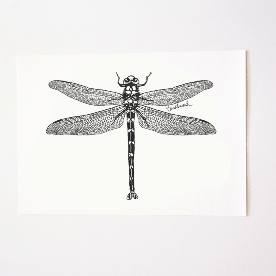 Dragonfly Art Print