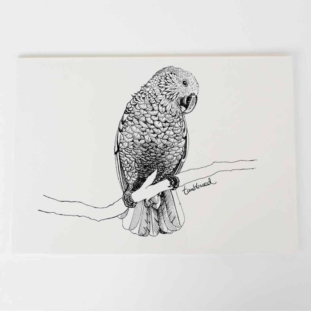 Kaka Art Print