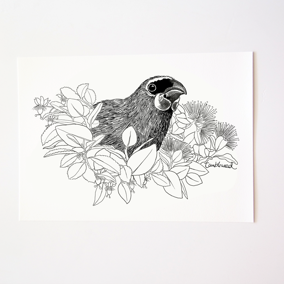 Kōkako Art Print