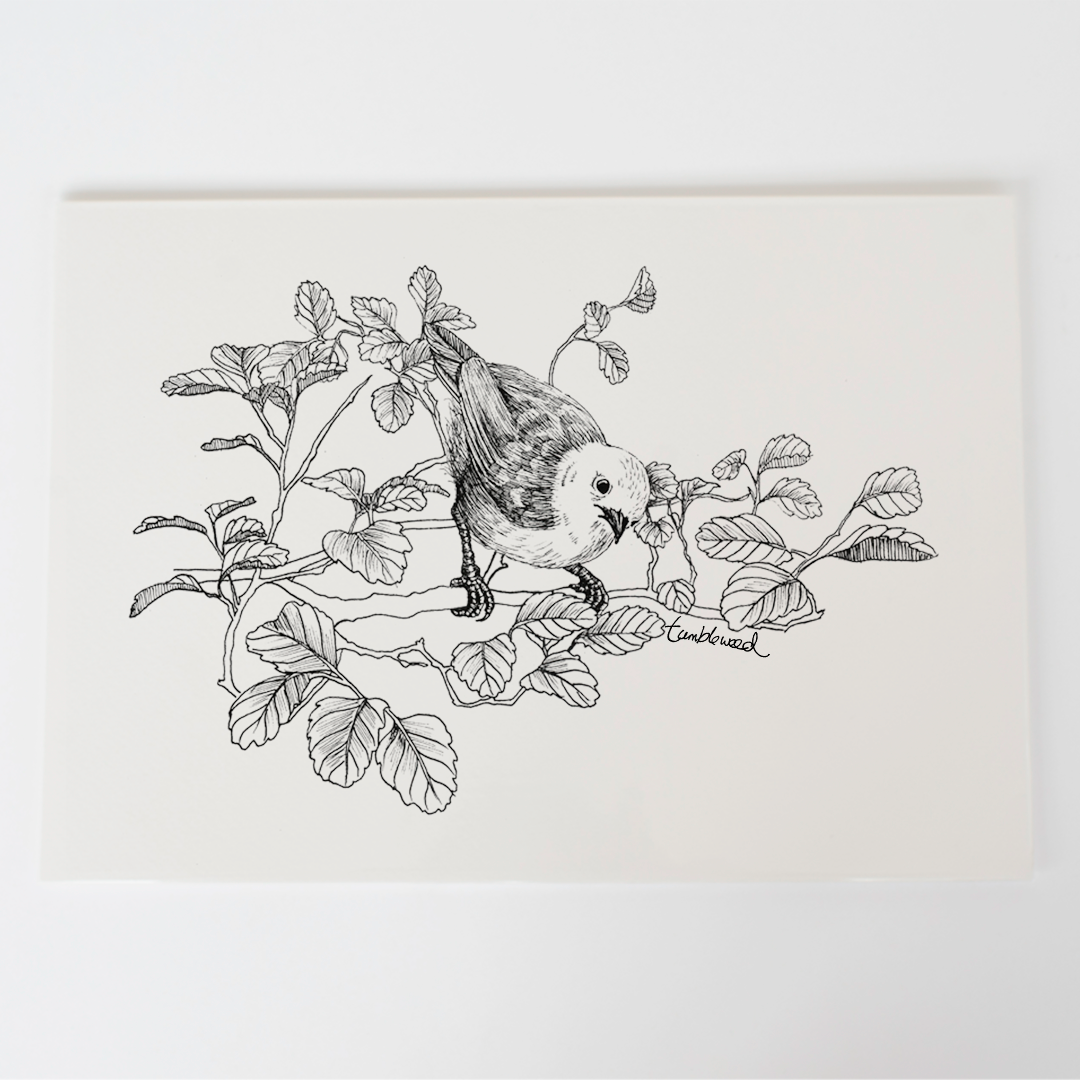 Mohua/Yellowhead Art Print