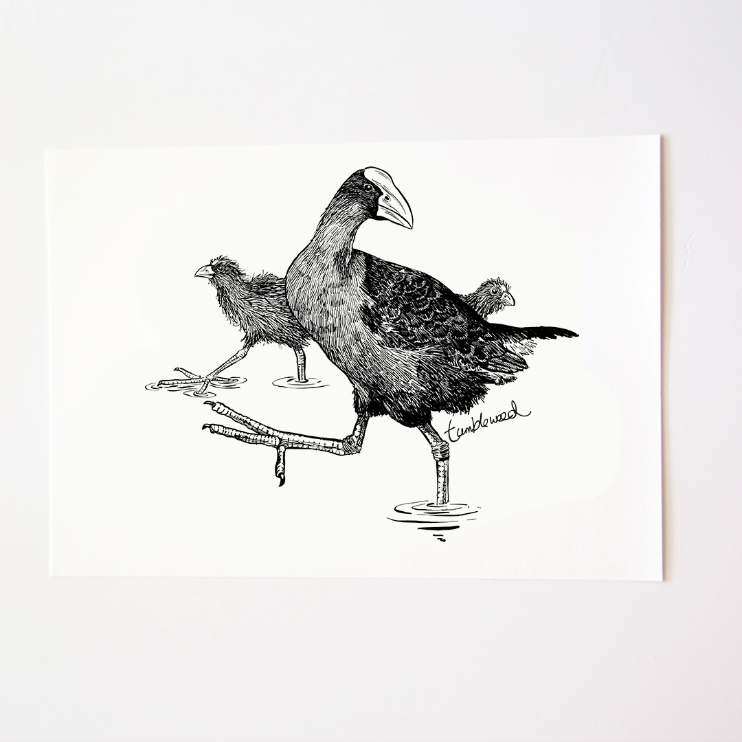Pūkeko Art Print