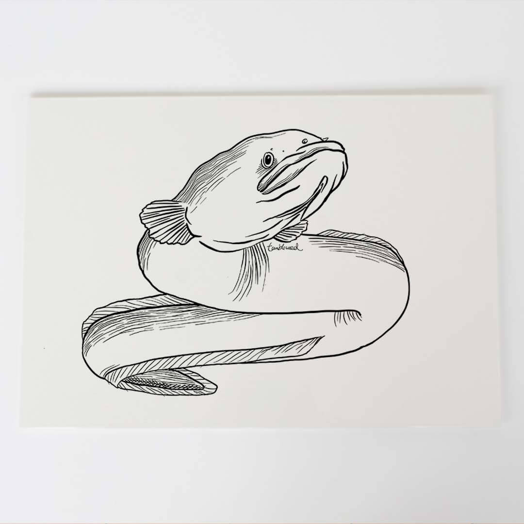 A4 art print of featuring Longfin Eel/Tuna design on white archival paper.