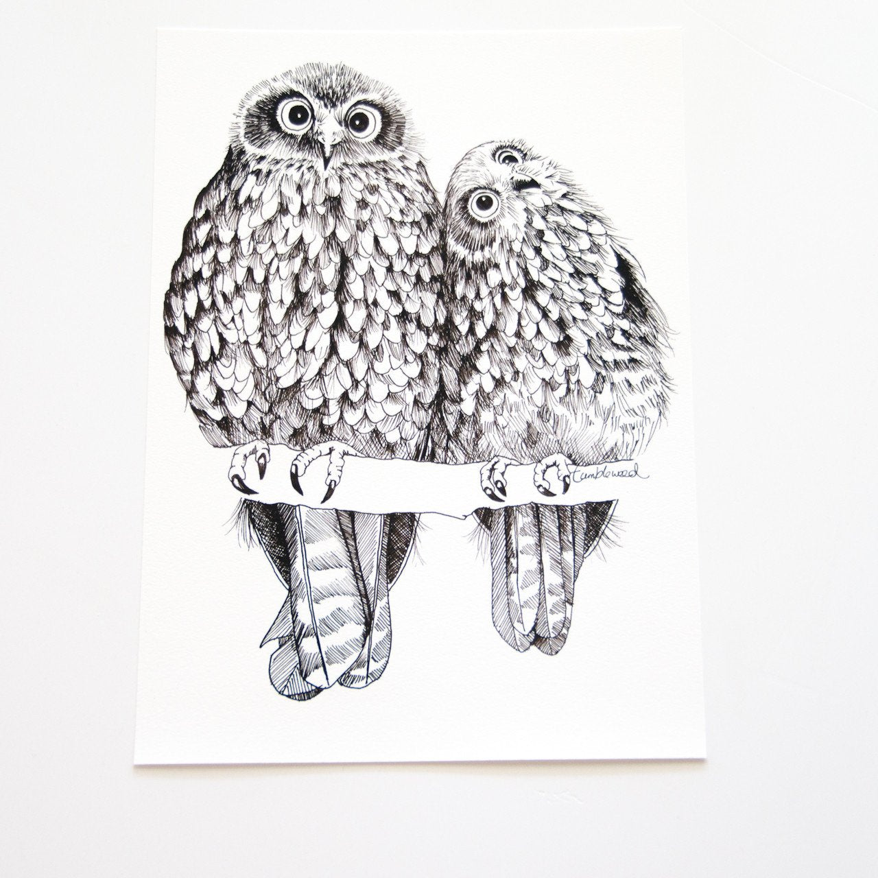 Morepork/Ruru Art Print