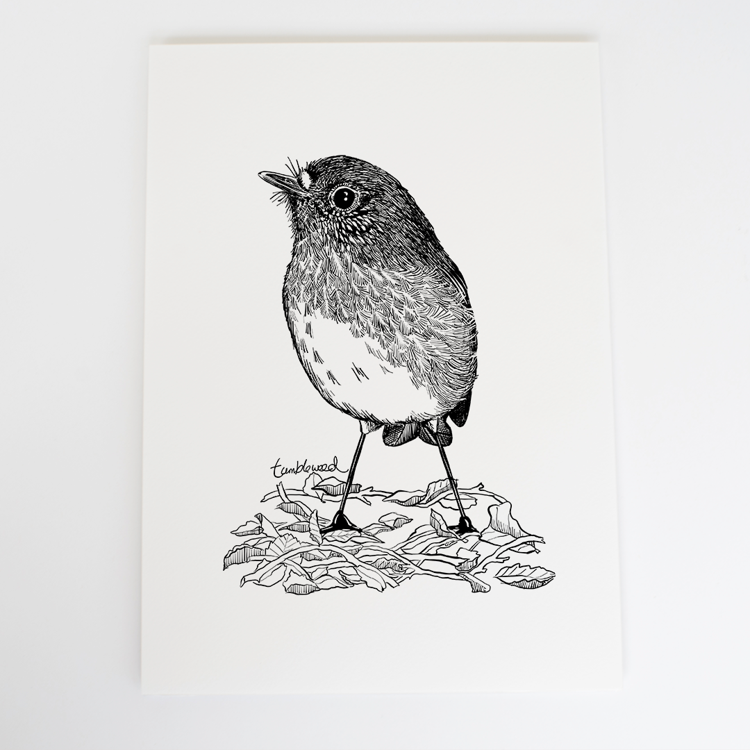 North Island Robin/toutouwai Art Print