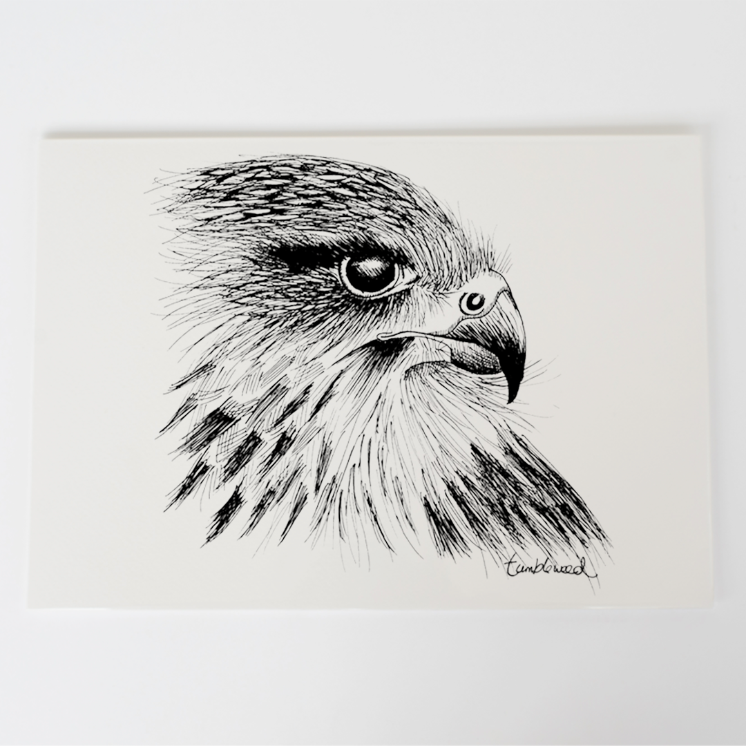 Kārearea/NZ Falcon Art Print