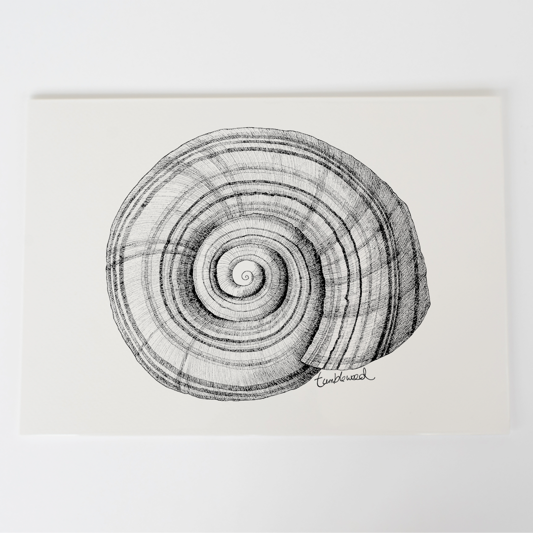 NZ Snail Art Print