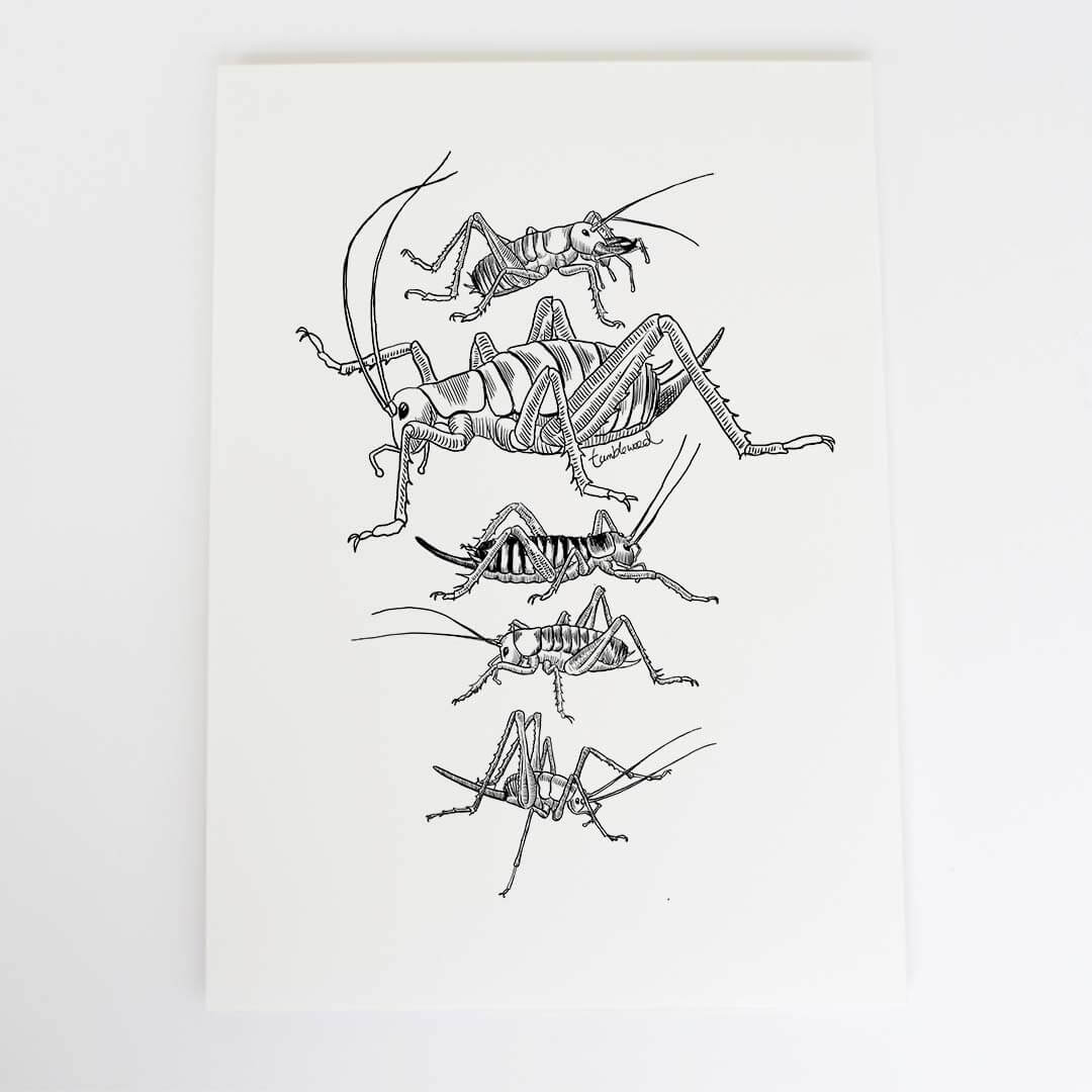 A4 art print of featuring wētā design on white archival paper.